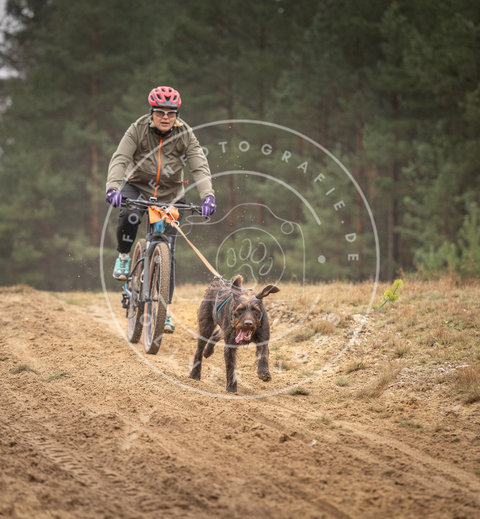 Pfotenfotografie_DV3A3612 | Hundefotografie, Tierfotograf, Pfotenfotografie, Fotoshooting Hund, Hunde Portrait, Hundesport, Hundeportraits, Heideshooting, Hunde, Sportfotograf, Hundefotograf, Turnierhundsport, THS,  - Realisiert mit Pictrs.com