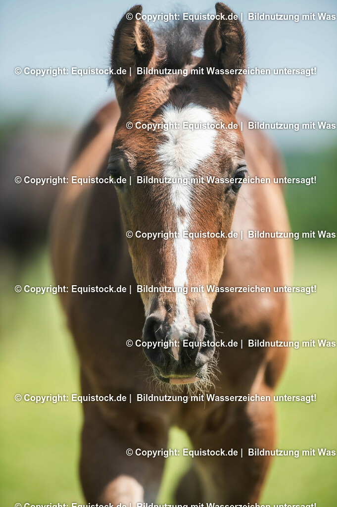 20210617_Fohlen_0175 | Foto: Thomas Hartig