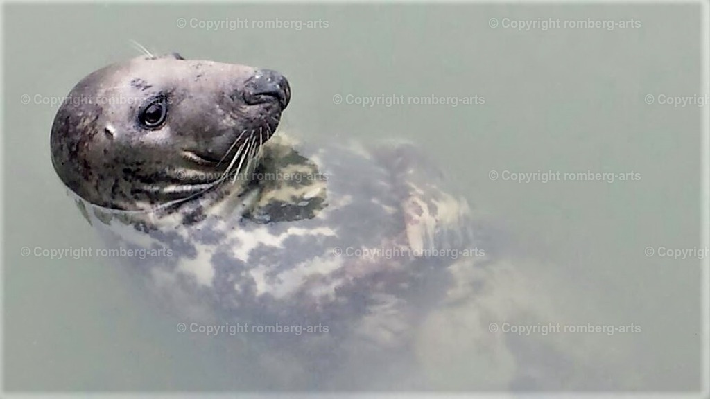 IMG_7465 (2) | romberg-arts, romberg-arts.de, www.romberg-arts.de, Foto_Online_Shop, Julia Fuhrmann, Köln, Fotos, Fotografie, Fotokunst, Kunstdrucke, Naturfotos, Aktfotos, Nacktfotos, schwarz_weiß_Fotos, Blumenfotos, Blumen, Tiere, Beton, Korrosion, Lächeln, Drucke