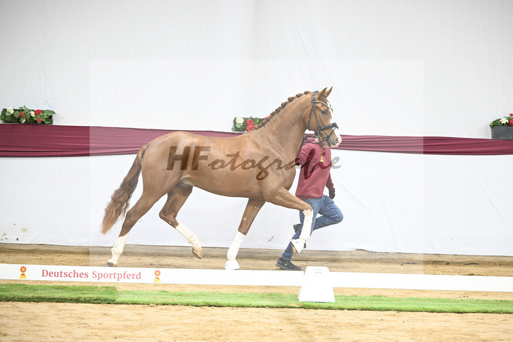 Kat-Nr. 140 Juwel x Vitalis_BG Westhoff u Rothenberger_47253146 | hf-fotografie - Realisiert mit Pictrs.com