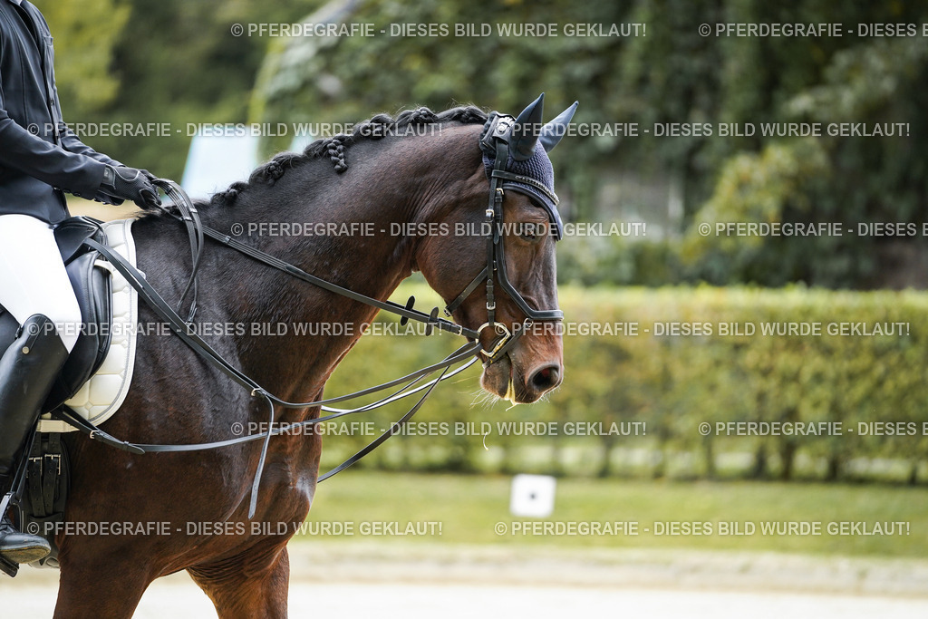 DSC04268 | Pferdegrafie