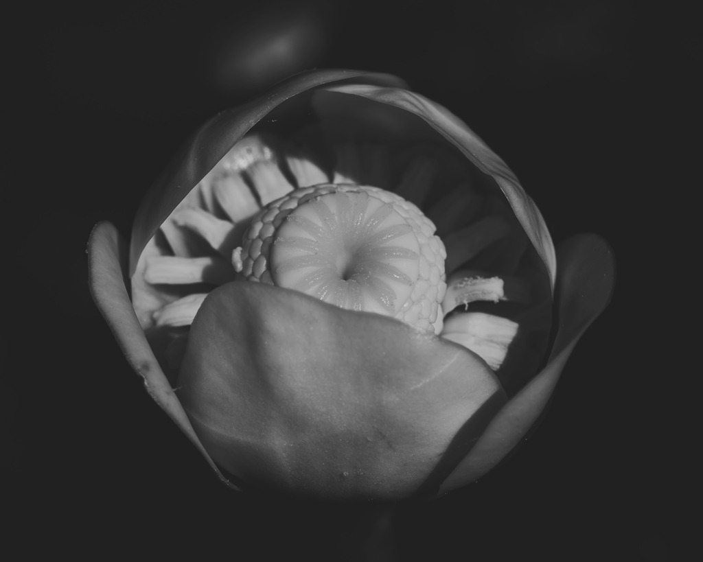 Zentrum der Teichrose | Einzigartige Fotokunst für dein Zuhause: Entdecke hochwertige Wandbilder, edle Prints und emotionale Motive von Wildlife, Natur und Landschaften - Realisiert mit Pictrs.com
