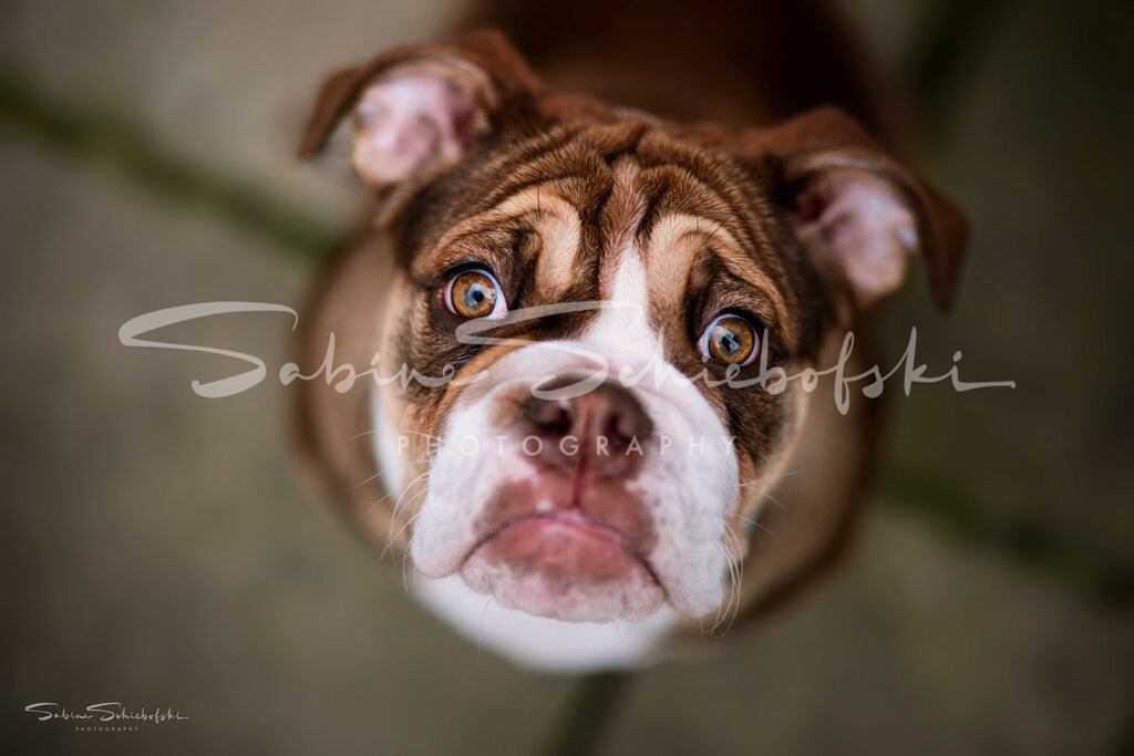 Alfred_24-02-252024_02_25_DSCF7979 | People- und Tierfotografie, Imageaufnahmen, Veranstaltungsfotografie und Wandbilder aus der Natur ★ Made in Germany ✔️ Druck + Downloads ✔️ Naturfotografie in Top Qualität ★ schneller Versand, weltweite Lieferung! - Realisiert mit Pictrs.com