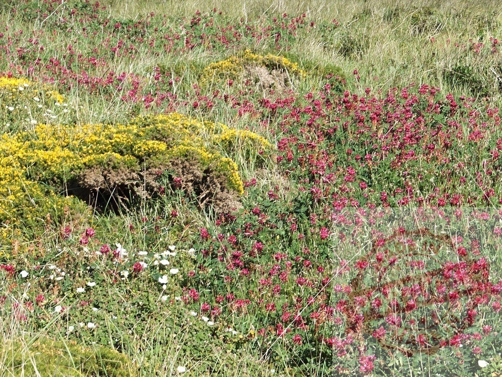Wildflowers blooming in a meadow creating a colorful tapestry of nature | Colorful wildflowers, including yellow gorse and red clover, create a vibrant display in a meadow - Realisiert mit Pictrs.com