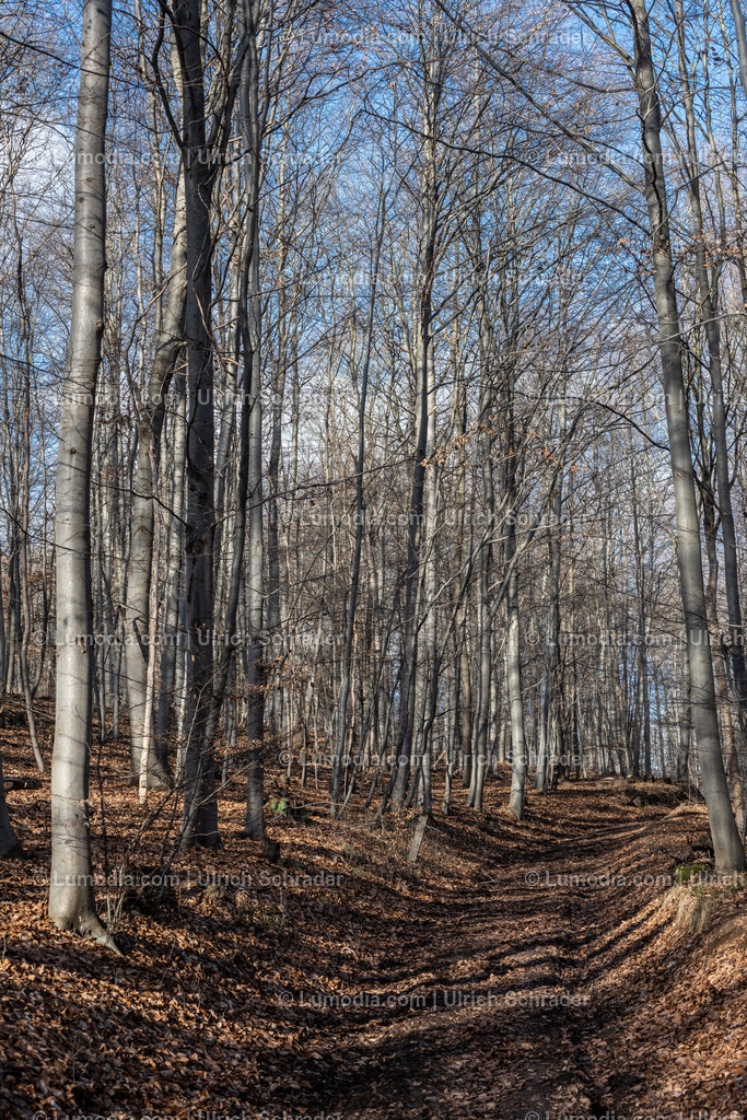 10049-12761 - Im Huy bei Halberstadt | Stockfoto und Bilderpool mit Bildmaterial aus Deutschland, dem Harz, Halberstadt, Quedlinburg, Wernigerode und weltweit. Qualitativ hochwertige und professionelle Fotos anschauen und kaufen. - Realisiert mit Pictrs.com