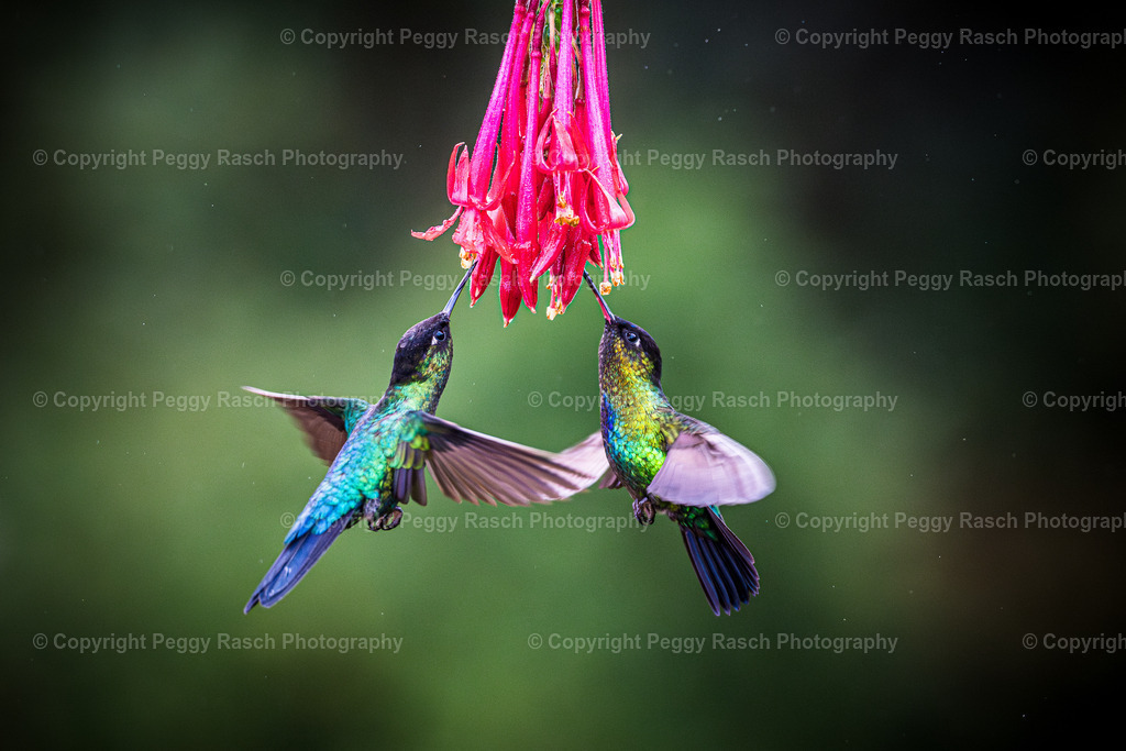 Kolibris (31)(2) | PeggyRaschPhotography - Realisiert mit Pictrs.com