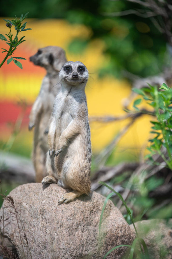 Safariland Stukenbrock, Deutschland | Die schönsten Bilder für Ihre Räume online bestellen! In unseren Bildergalerien findet Sie alles was es für Ihre Räume braucht. Lassen Sie sich überraschen ☺️ - Realisiert mit Pictrs.com