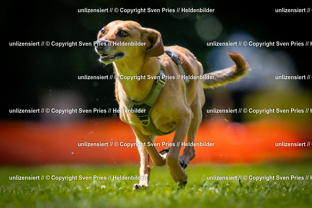 Sven Pries | 2025-08-10 - Hunderennen Durlach - Realisiert mit Pictrs.com