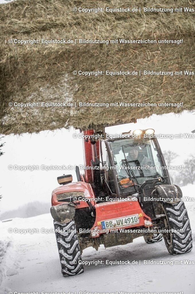 20210210_Hoflader_0007 | equistock