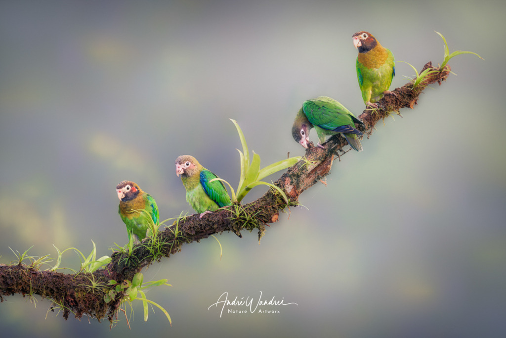 Papageien im Morgennebel | Andre Wandrei - Nature Artworx - Realisiert mit Pictrs.com