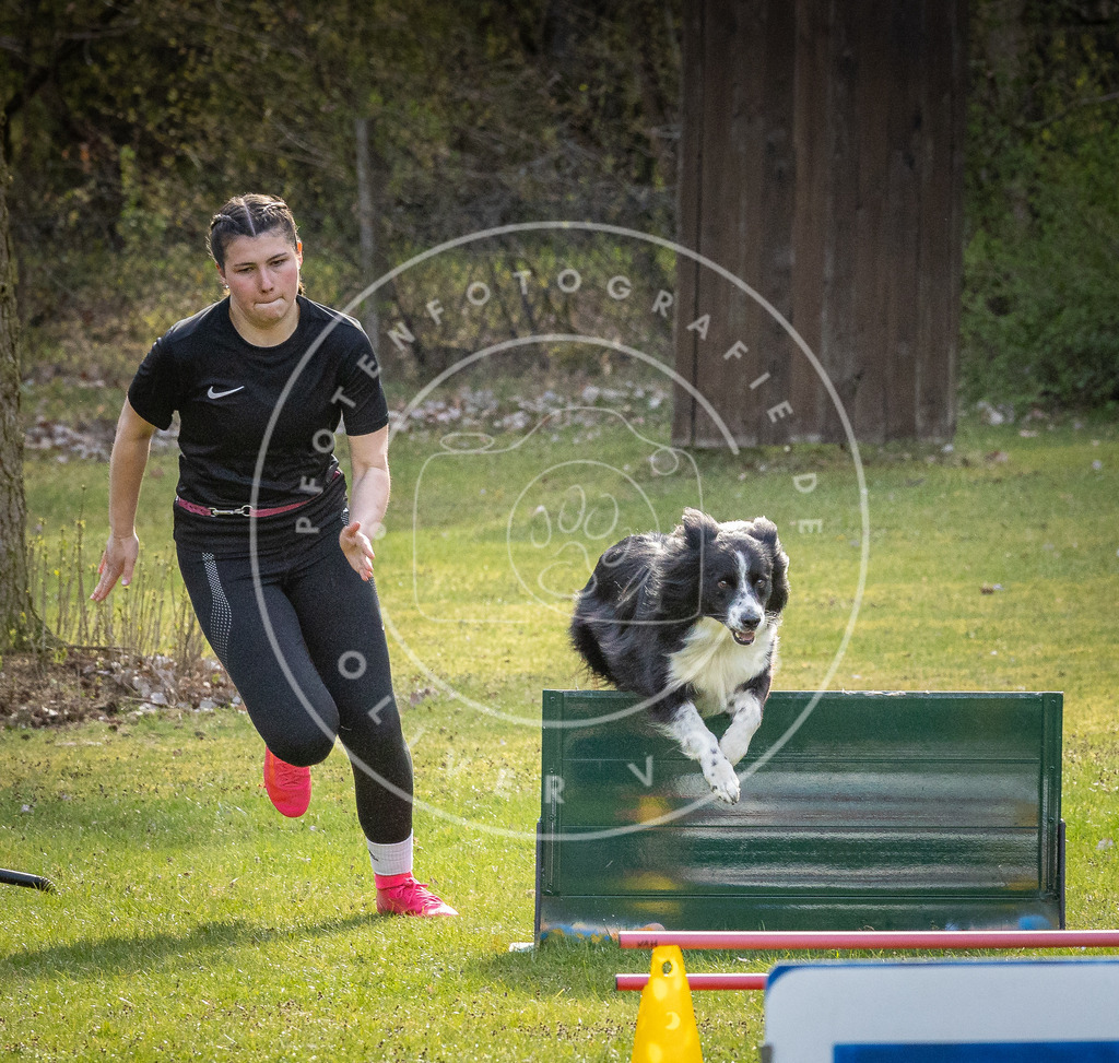 Pfotenfotografie_DV3A3643 | Hundefotografie, Tierfotograf, Pfotenfotografie, Fotoshooting Hund, Hunde Portrait, Hundesport, Hundeportraits, Heideshooting, Hunde, Sportfotograf, Hundefotograf, Turnierhundsport, THS,  - Realisiert mit Pictrs.com
