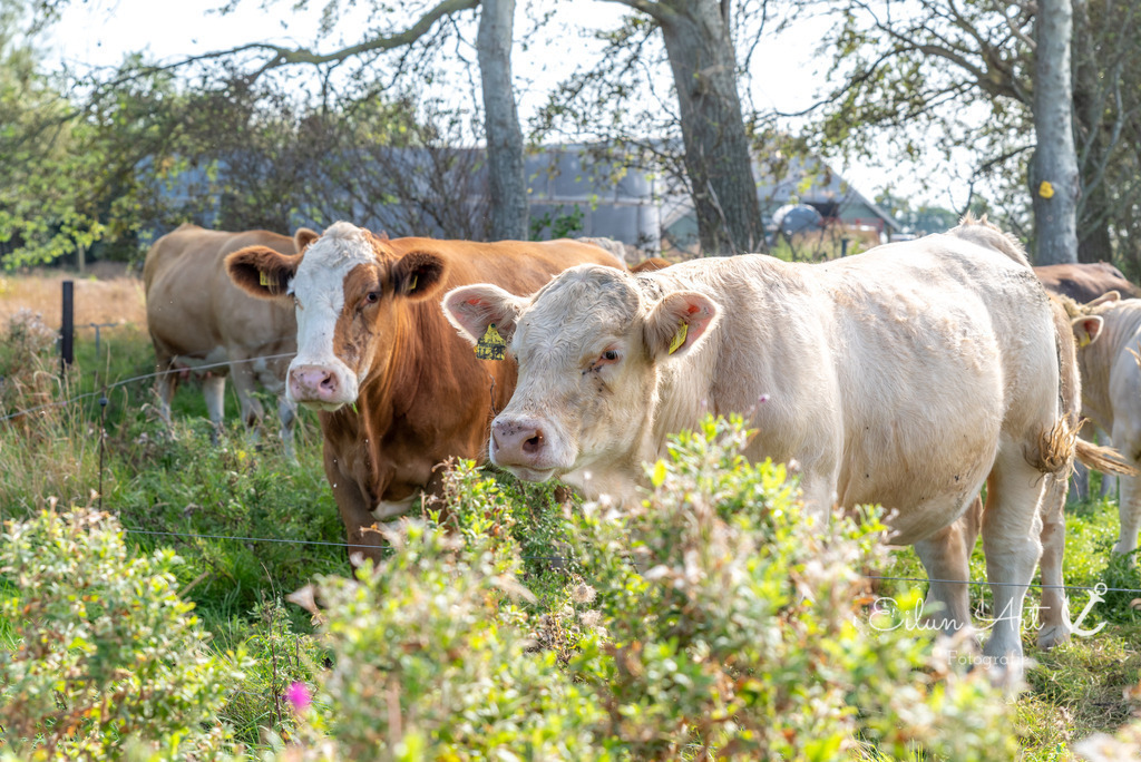EAF_9473 | Eilun-Art-Fotografie Levke Martens, ihre Fotografin für Immobilien- und Landschaftsfotografie auf Föhr, Föhrer Motive als Poster, Leinwand, hinter Acrylglas oder stelle dir deinen eigenen Monatskalender zusammen, mit nur einem Klick