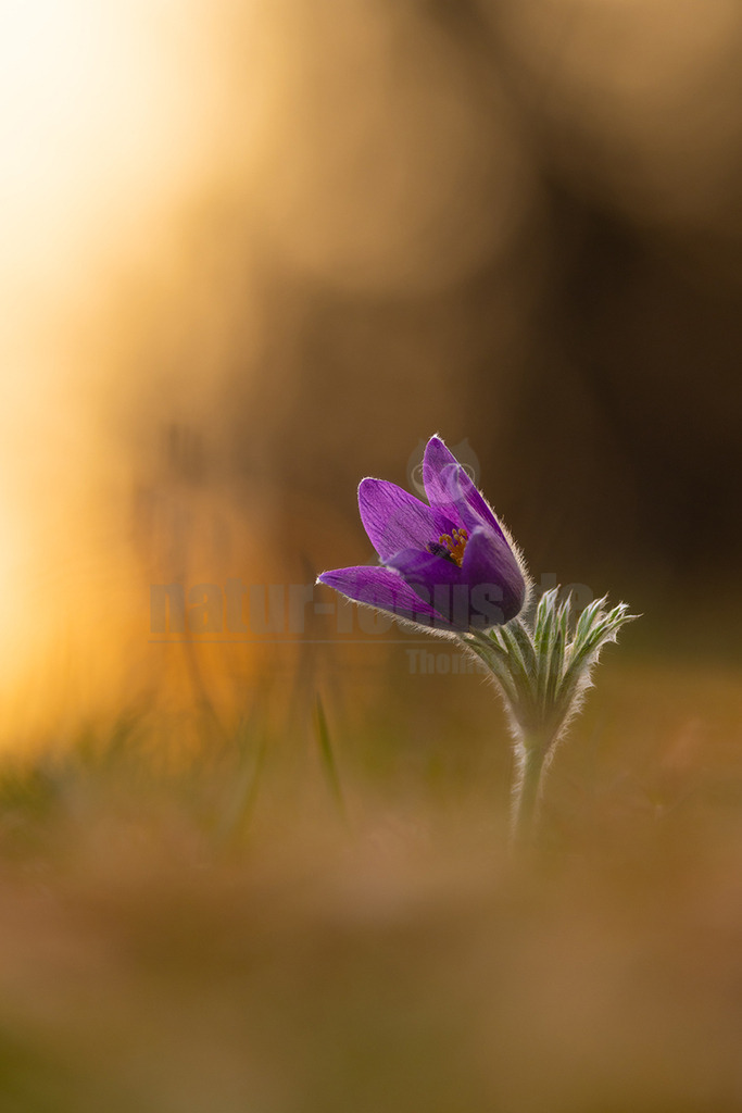 R5NF4350_20250324 | Die Gewöhnliche Küchenschelle (Pulsatilla vulgaris) gehört zu den Hahnenfußgewächsen und ist ein bekannter und beliebter Frühjahrsblüher. Zwischen dem Abschmelzen des letzten Schnees und dem Aufblühen der ersten Küchenschellen liegen manchmal nur wenige Tage. Die Blütenknospen werden bereits im Herbst gebildet und müssen sich nach dem Winter nur noch strecken. Gleich nach dem Erwachen aus der Winterruhe werden die violetten Blüten von unterschiedlichen Furchen- und Mauerbienen besucht, die eifrig Nektar tanken und Pollen sammeln. Dabei bestäuben sie die Fruchtknoten, die im Zentrum jeder Blüte sitzen und aus denen sich zwischen 30 und 90 winzige Nüsschen entwickeln. Nach dem Verwelken der Blütenkrone wachsen die fädigen Griffel dieser Fruchtknoten zu silbrigen Federschweifen aus. Die lösen sich allerdings nicht so leicht wie die Fallschirme eines Löwenzahns. Erst bei kräftigen Windböen werden sie einzeln oder gleich als ganzer Federball abgerissen und vom Wind verfrachtet. - Realisiert mit Pictrs.com