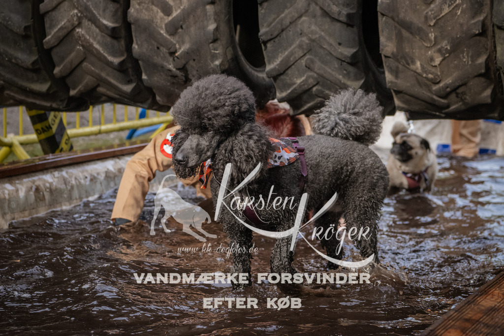 1431_ZZ94600 | kk-dogfotos