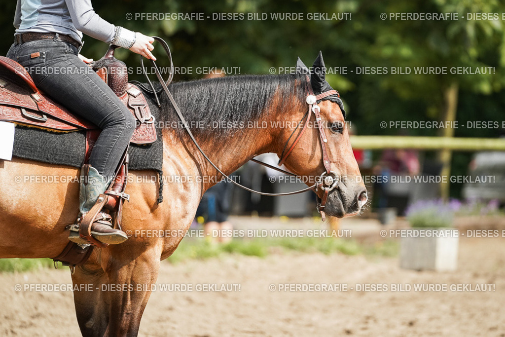 DSC04958 | Pferdegrafie