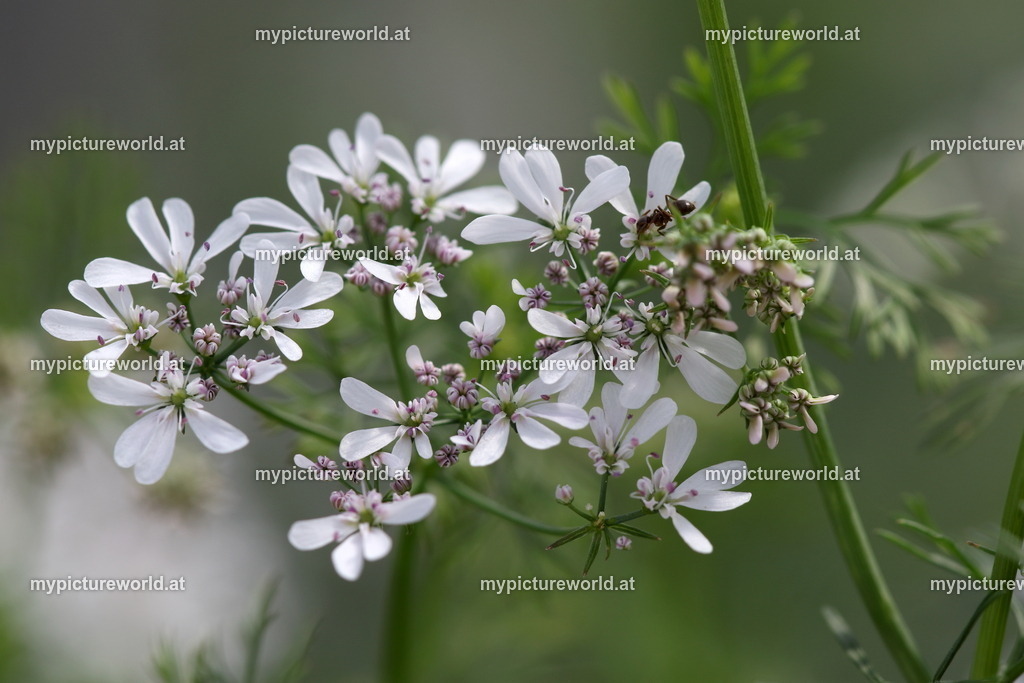 Echter Koriander-003 | Das Bilderarchiv über Tiere, Planzen und Landschaften. In der Bilddatenbank finden Sie ein große Auswahl an hochwertigen Bilder für Ihre Werbung - Realisiert mit Pictrs.com