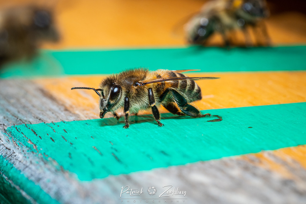 Workingbees-Zöchling (1) | Patrick Zöchling - Realisiert mit Pictrs.com