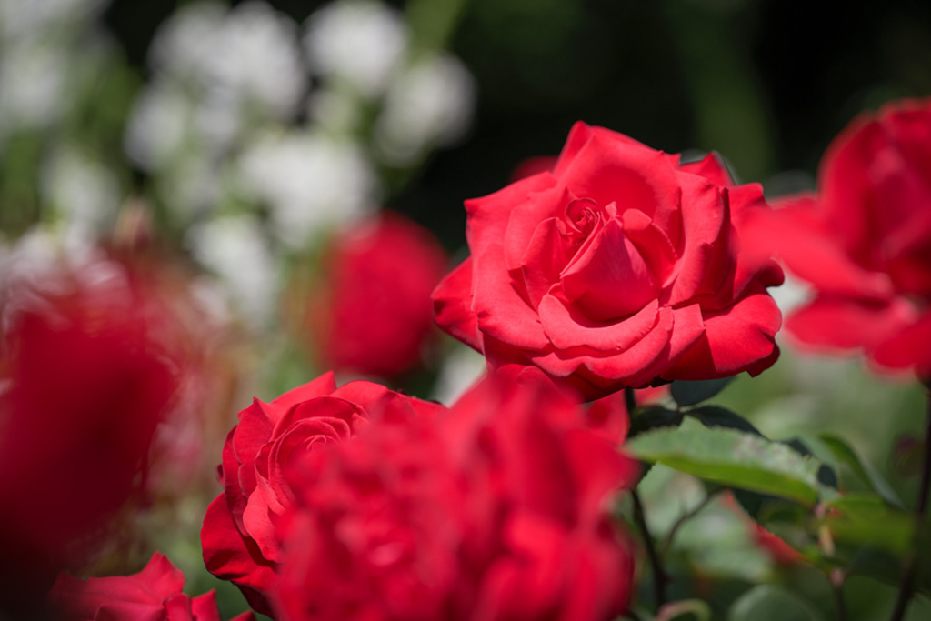 teehybride-grande-amore-vb | Entdecken Sie hochwertige Kunstdrucke im Online-Shop von Rainer Plett. Die Fotografien umfassen norddeutsche Landschaften, Blumen, Tiere, Natur und Sehenswürdigkeiten. Erfreuen Sie sich an auserlesenen Motiven aus Schleswig-Holstein und Hamburg. - Realisiert mit Pictrs.com