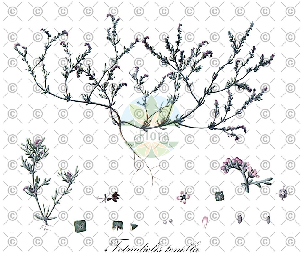 HistAbb_646S2_2_ENZY_Simple | Historische Abbildung von Tetradiclis tenella - Nitrariaceae | Historical Illustration of Tetradiclis tenella - Nitrariaceae