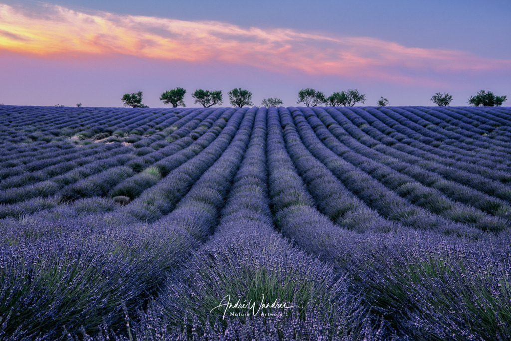 Blütenmeer am Abend | Andre Wandrei - Nature Artworx - Realisiert mit Pictrs.com