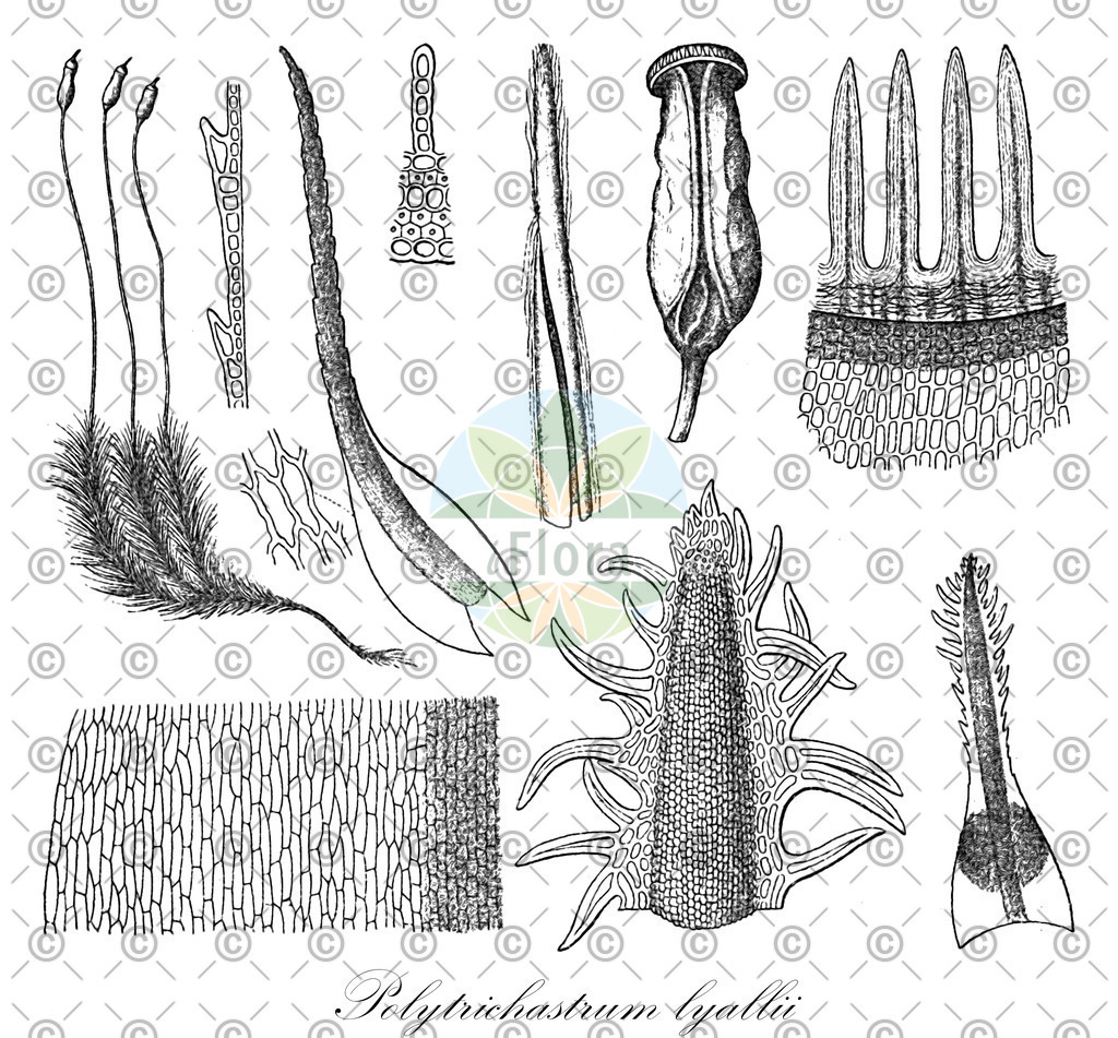 HistAbb_wfo-0001160523_1_ENZY_Simple | Historische Abbildung von Polytrichastrum lyallii - Polytrichaceae | Historical Illustration of Polytrichastrum lyallii - Polytrichaceae