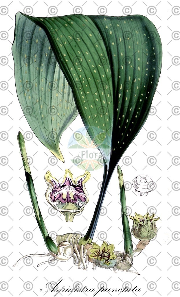 HistAbb_wfo-0000552305_1_ENZY_Simple | Historische Abbildung von Aspidistra punctata - Asparagaceae | Historical Illustration of Aspidistra punctata - Asparagaceae