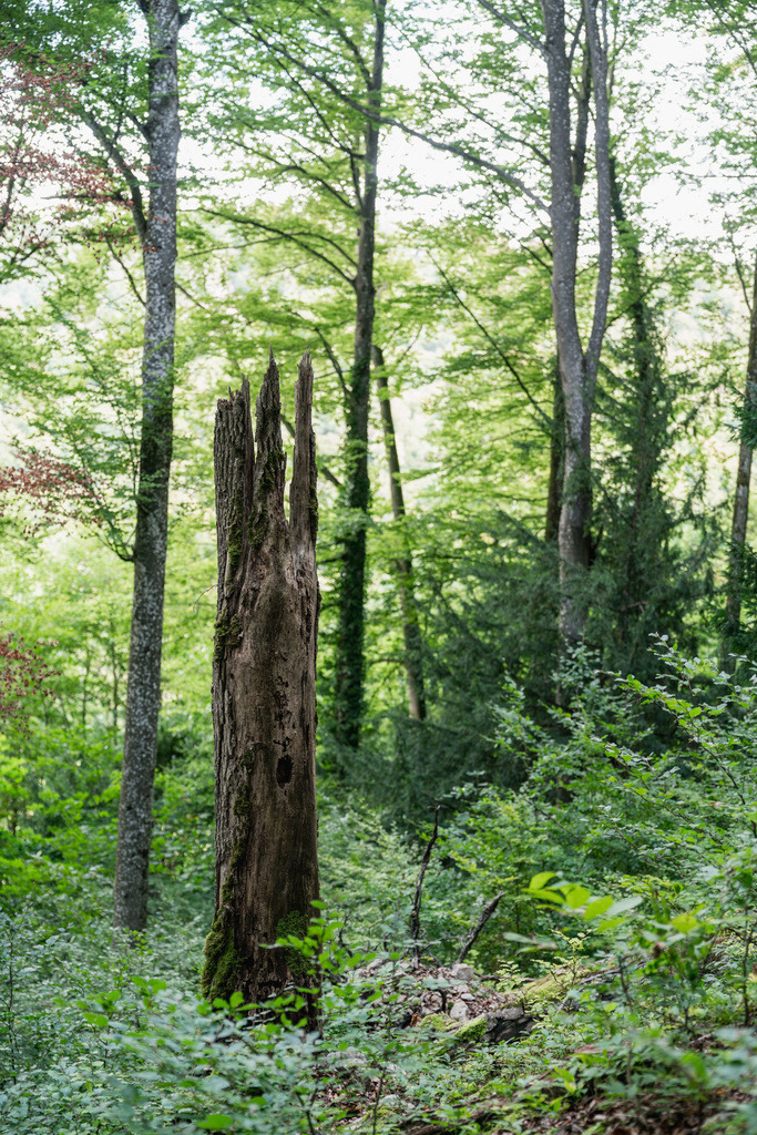 ZD250916101532 | Fotoshop von zweidimensional Fotografie. Ihr Fotograf im Aargau. Abzüge von Ihrem Fotobox Event bestellen.Abzüge von Ihrem Hochzeit bestellen.Abzüge von Ihrem Schulfotograf bestellen.