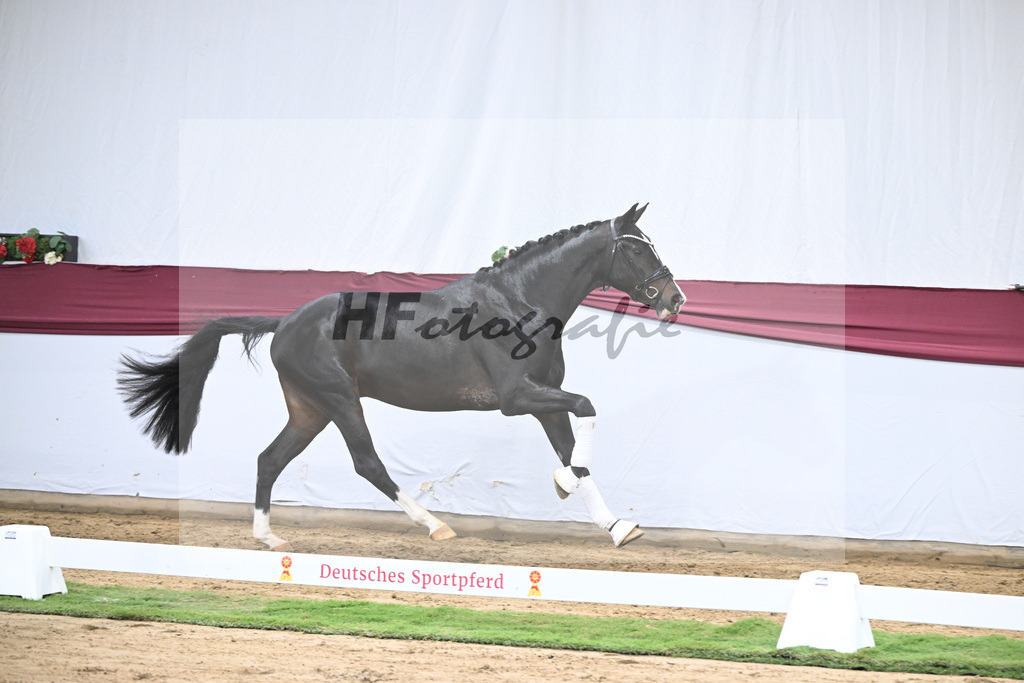 Kat-Nr. 33 Negro x Quaterback_Stefan Holtwiesche_47251152 | hf-fotografie - Realisiert mit Pictrs.com