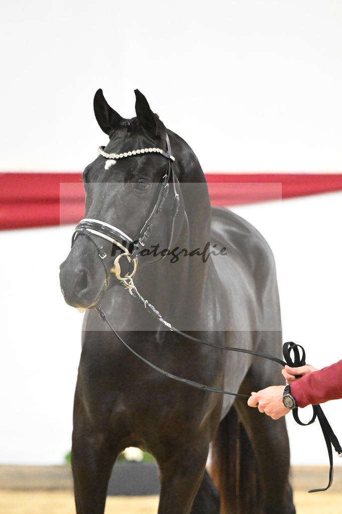 Kat-Nr. 65 v. Ferrantino_Greim_63221646 | hf-fotografie - Realizzato con Pictrs.com
