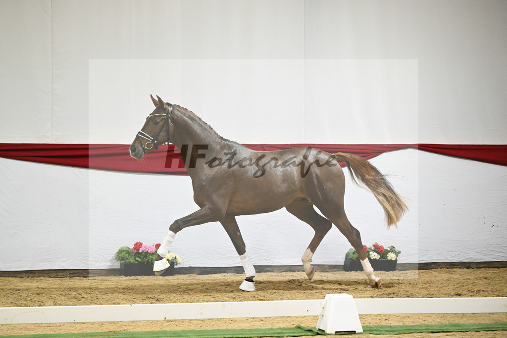 Kat-Nr. 6 v. Vitalis_Beckmann_63220178 | hf-fotografie - Realizzato con Pictrs.com