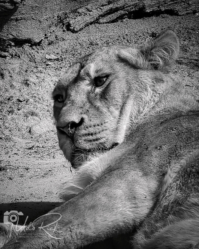 Leo4 | Entdecken Sie Fotografie aus Leidenschaft: Auftragsfotografie, HD-Fotos, Geschenkartikel aus Ihren Bildern und vieles mehr. Beauftragen Sie uns für besondere Momente!