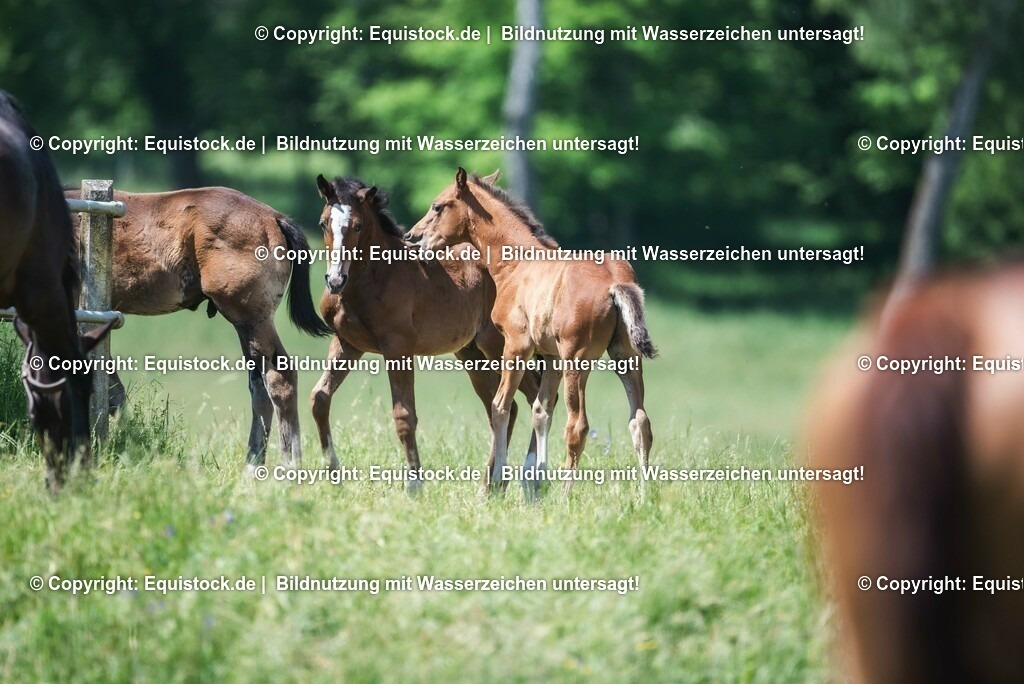 20210617_Fohlen_0407 | Foto: Thomas Hartig