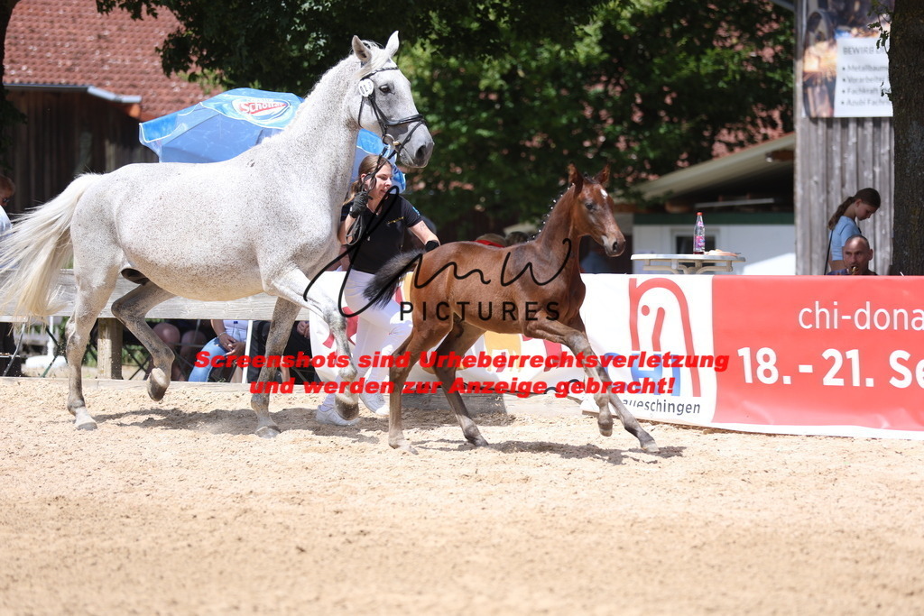 Fohlenschau_Schwäbisch_Hall_springbetonte_Fohlen_KN 23_13 | lmwpictures - Realisiert mit Pictrs.com