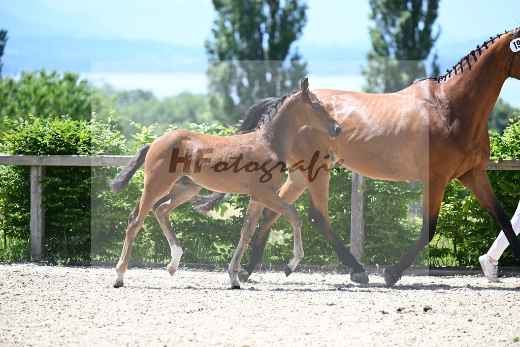 Adzaro de L Abbaye B x Arrivederci_HF_Hunklinger_19240536 | hf-fotografie - Realizzato con Pictrs.com