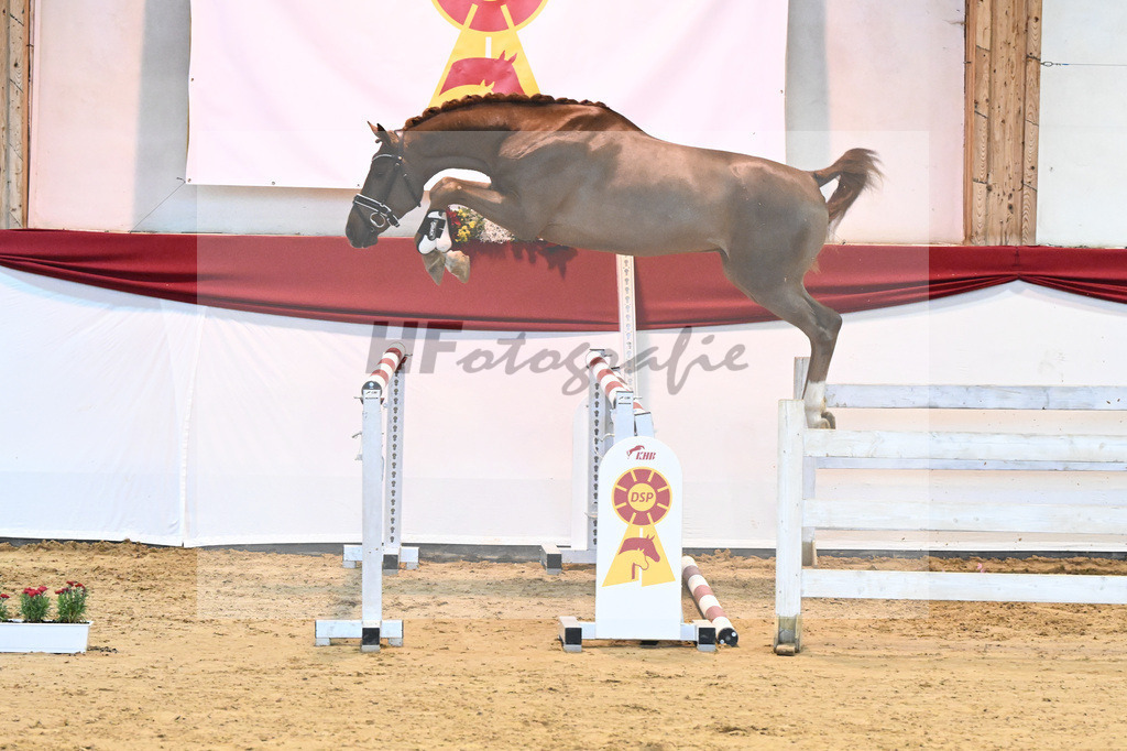 Kat-Nr. 12 Cellestial x Levisto Z_Franke_43231301 | hf-fotografie - Realizzato con Pictrs.com