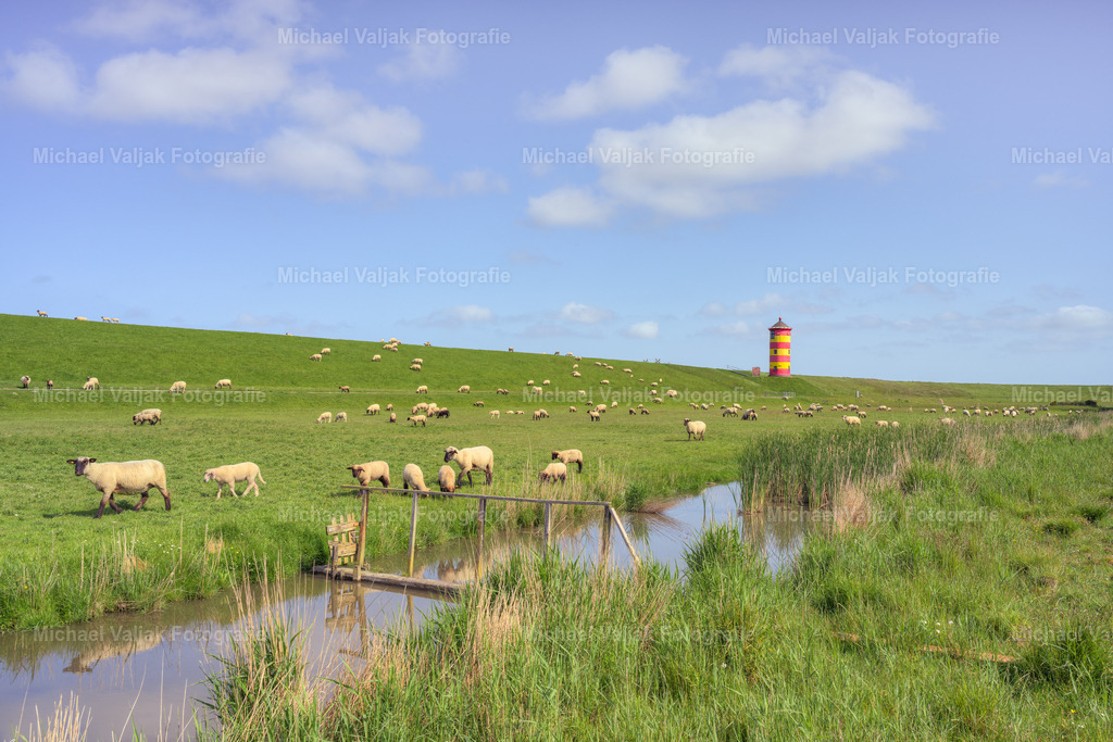 Schafherde beim Pilsumer Leuchtturm in Ostfriesland | Ein schöner Sommertag auf den Wiesen neben dem Nordseeteich beim Pilsumer Leuchtturm. Langsam zieht eine Schafherde vorüber die mit ihrem Blöken und Mähen für eine unterhaltsame akustische Untermalung sorgt. - Realisiert mit Pictrs.com