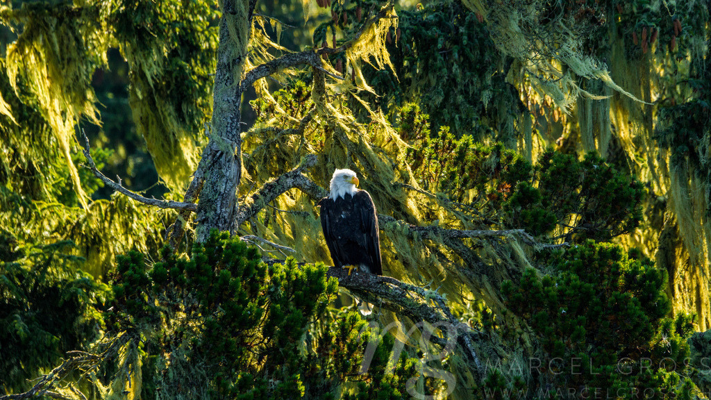 bald eagle watching over this territory | bald eagle watching over this territory near Telegraph Cove, British Columbia - Realisiert mit Pictrs.com