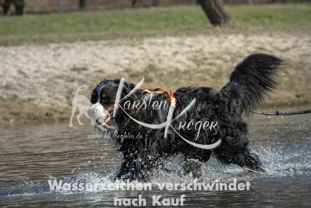 1253_ZZ92545 | kk-dogfotos