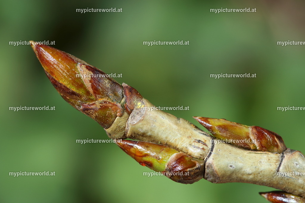Schwarzpappel-003 | Das Bilderarchiv über Tiere, Planzen und Landschaften. In der Bilddatenbank finden Sie ein große Auswahl an hochwertigen Bilder für Ihre Werbung - Realisiert mit Pictrs.com