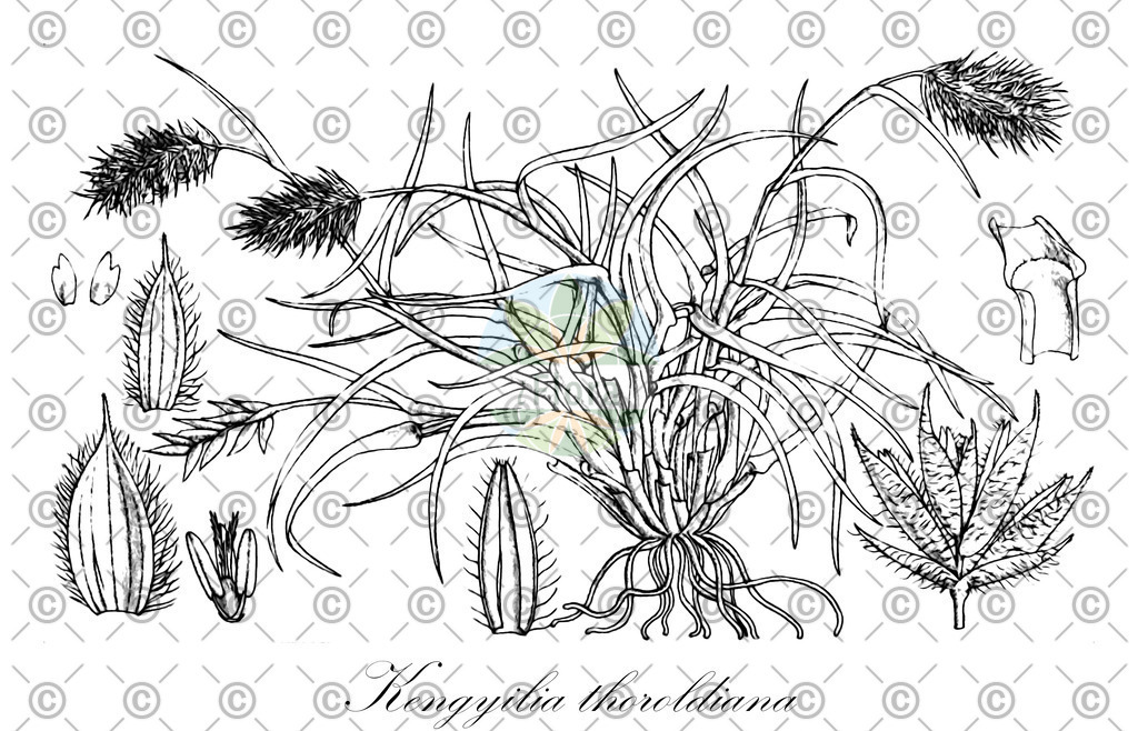 HistAbb_wfo-0001221207_1_ENZY_Simple | Historische Abbildung von Kengyilia thoroldiana - Poaceae | Historical Illustration of Kengyilia thoroldiana - Poaceae