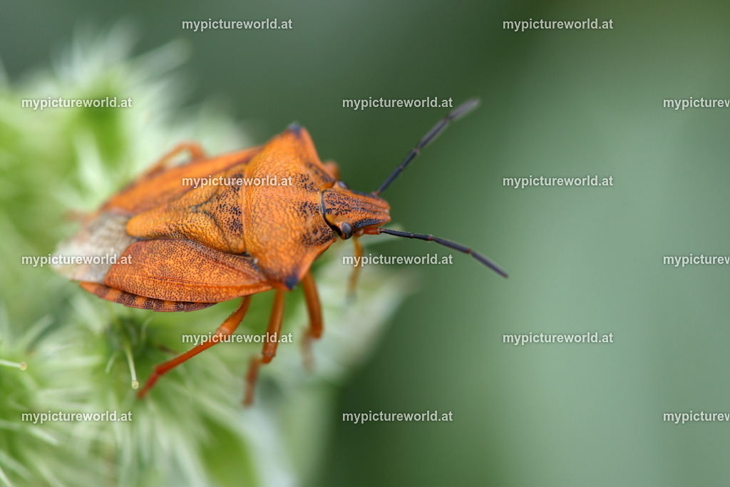 Carpocoris fuscispinus-001 | Das Bilderarchiv über Tiere, Planzen und Landschaften. In der Bilddatenbank finden Sie ein große Auswahl an hochwertigen Bilder für Ihre Werbung - Realisiert mit Pictrs.com
