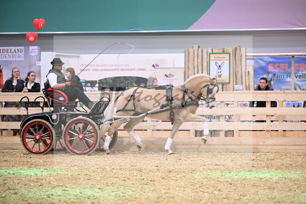 Schauprogramm_DSP Daria_1261175 | hf-fotografie - Realisiert mit Pictrs.com