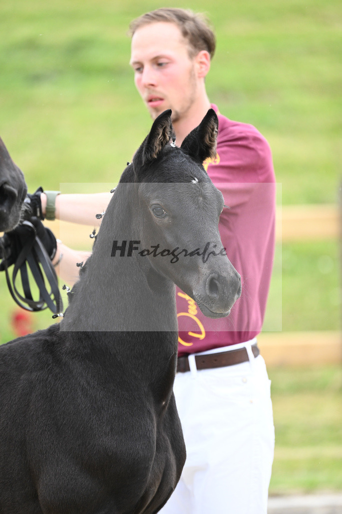 Kat-Nr. 38 HF Le Formidable_Kaimadl_17231143 | hf-fotografie - Realizzato con Pictrs.com