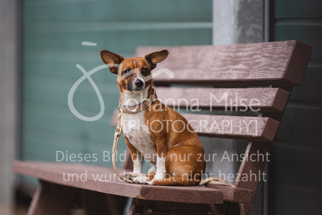 220614_Mühlen_SprPf-A-166 | Late Entry Mühlen
14.06.2022
Springpferde A**
4-6jährige Pferde