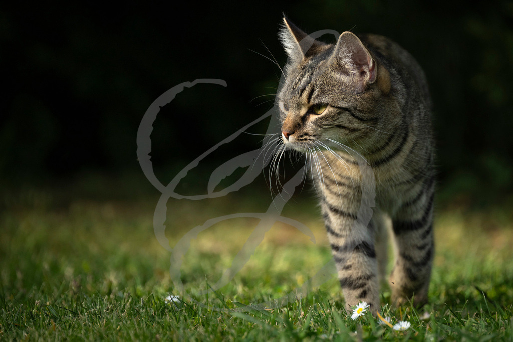 _DSC1444 | sebastiandoebroessy - Realisiert mit Pictrs.com