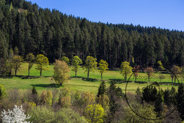 1000312-23042026-153448 | Landschaftsfotos, Naturfotos, Fotos, Fotograf, Landschaftsfotograf, Naturfotograf, professioneller Fotograf