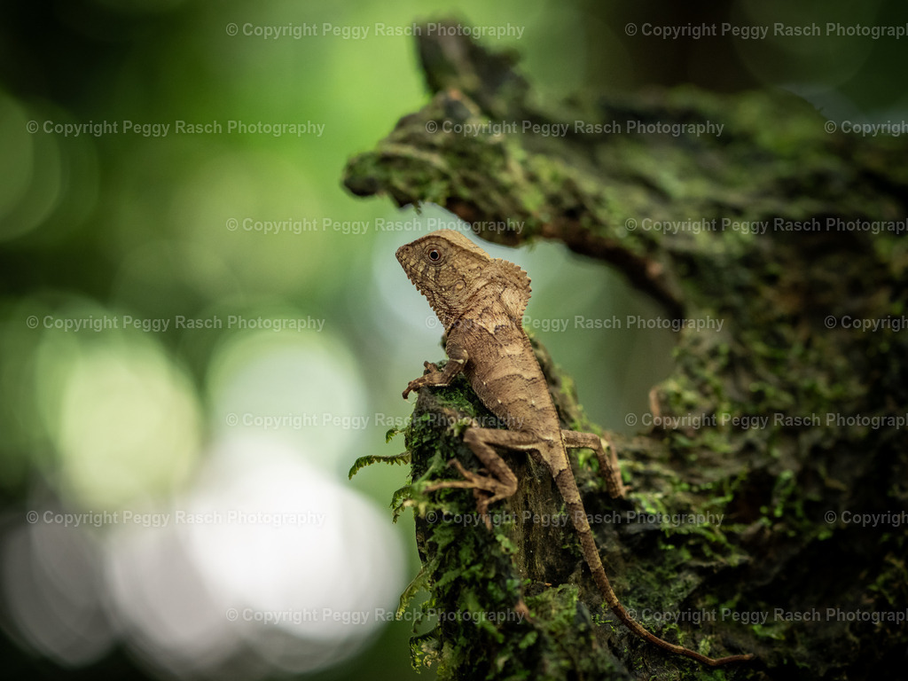 Lizard | PeggyRaschPhotography - Realisiert mit Pictrs.com
