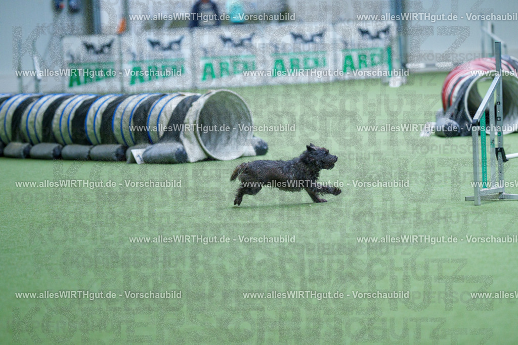 @allesWIRTHgut_Tierfotografie - www.allesWIRTHgut.de - 2604251127-7R500692 | Professionelle Tierfotografie in Mönchengladbach von Daniel Wirth (allesWIRTHgut). Liebevolle & natürliche Bilder von Hunden & Katzen für unvergessliche Erinnerungen.