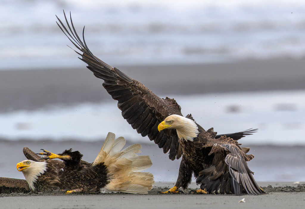 Alaska | Anchor Pont. Weißkopfseeadler am Strand. - Realisiert mit Pictrs.com