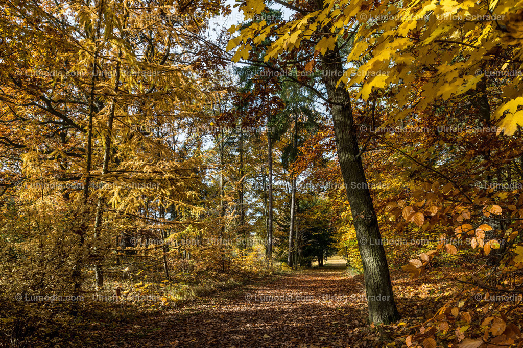 10049-4573 - Landschaftspark Degenershausen | Stockfoto und Bilderpool mit Bildmaterial aus Deutschland, dem Harz, Halberstadt, Quedlinburg, Wernigerode und weltweit. Qualitativ hochwertige und professionelle Fotos anschauen und kaufen. - Realisiert mit Pictrs.com